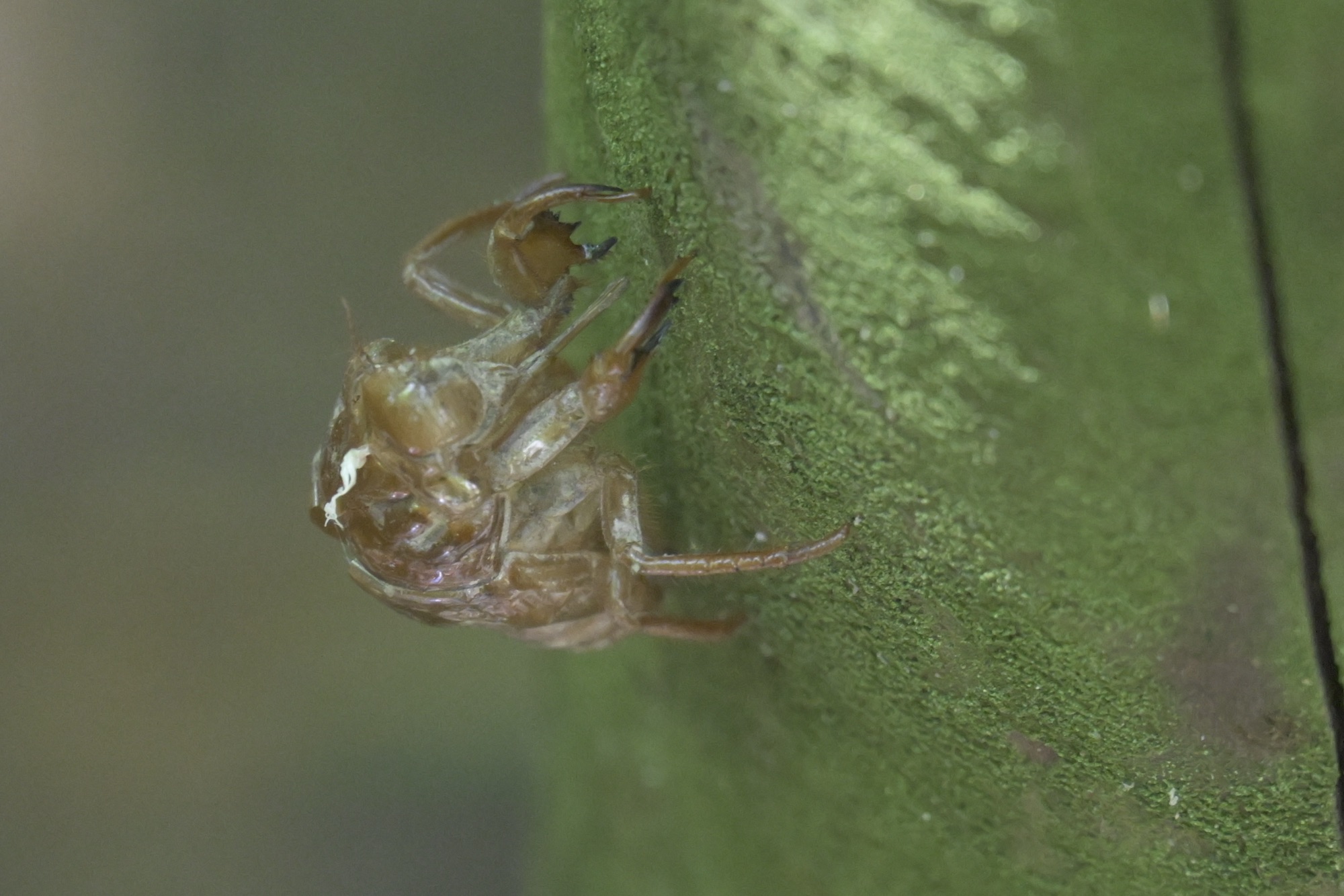 In Search of Wildlife