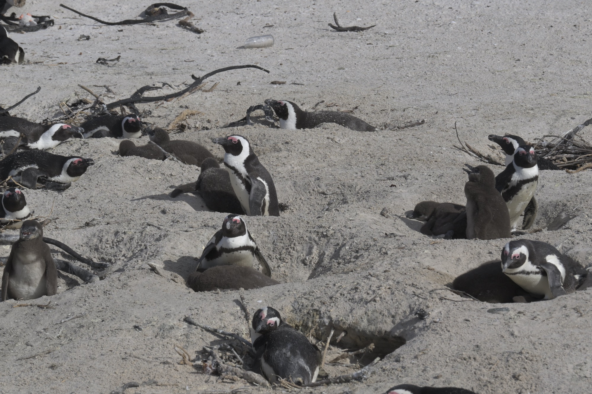 Young Penguins